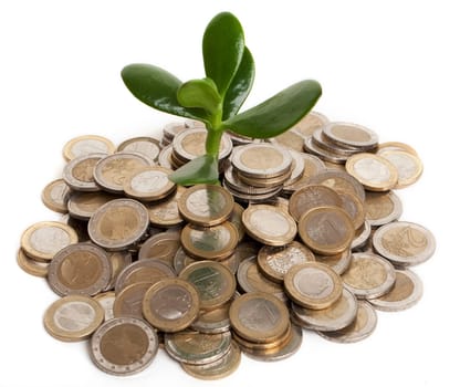 Coins with plant,concept money