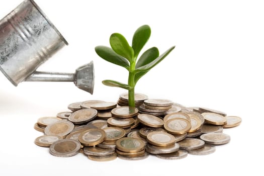 Coins with plant,concept money