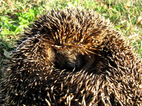 curled hedgehog