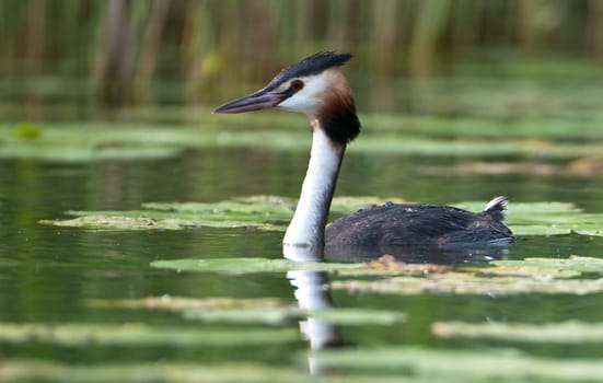 Great crested grebe on the water