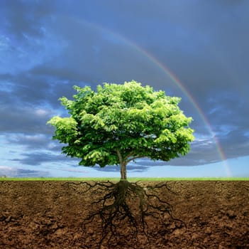 Roots of life