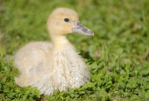 Gosling