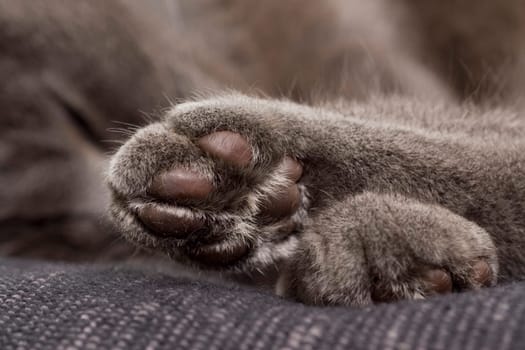 cute gray paw