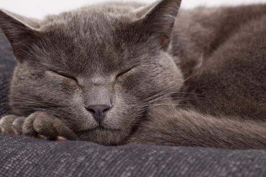 gray cat on a sofa