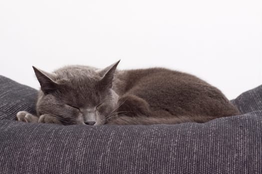 gray cat on a sofa