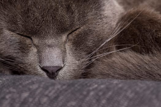 gray cat on a sofa