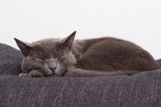 gray cat on a sofa