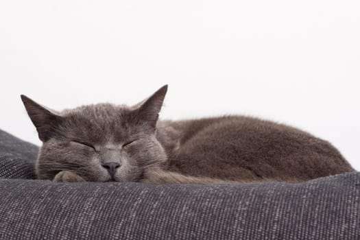 gray cat on a sofa