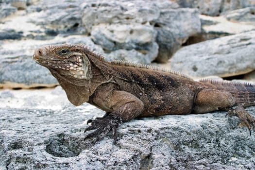 Whorl-tailed iguana