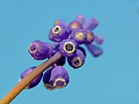 Small grape hyacinth (Muscari botryoides)