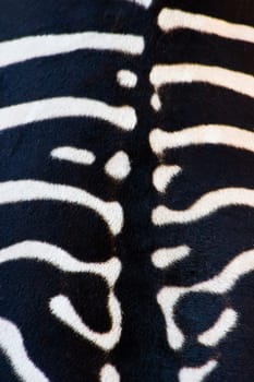 Animal backgrounds - Zebra backside