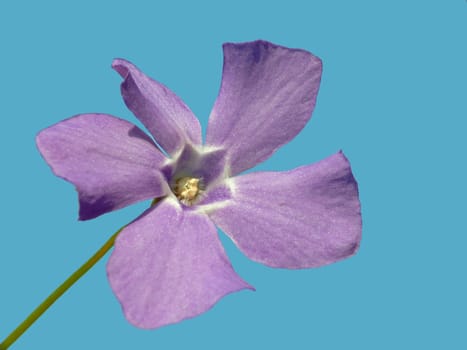 Vinca minor [Lesser periwinkle]