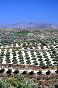 Agriculture in Crete, Greece.