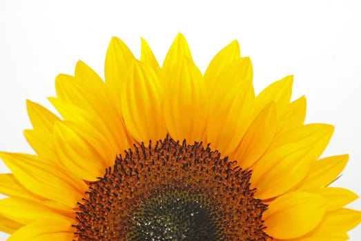 half sunflower