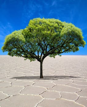 Solitary tree