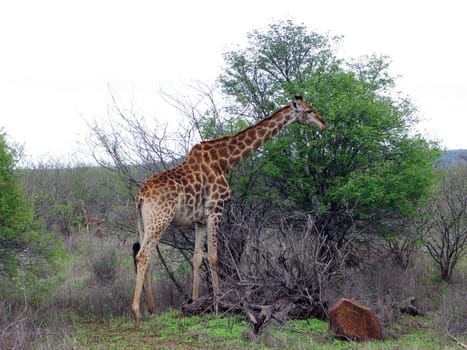Giraffe in South Africa