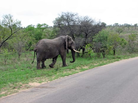 Elephant in South Africa