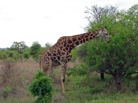 Giraffe eating