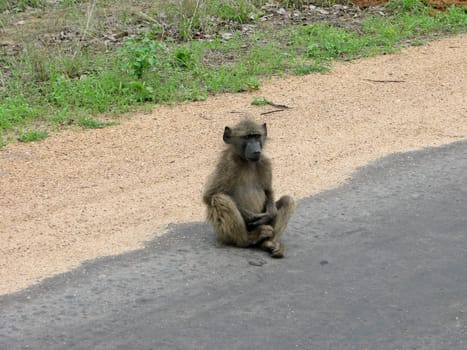 Young Bear Baboon