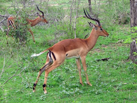 Two Impala Antelopes