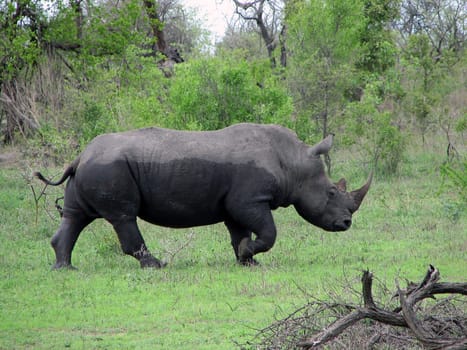 Rhinoceros in South Africa