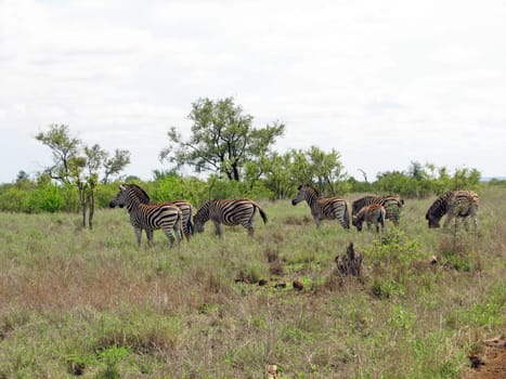 Zebra herd