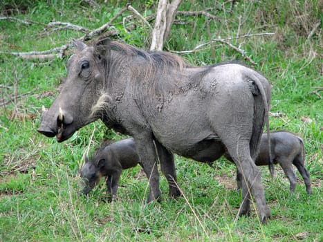 Warthogs in South Africa