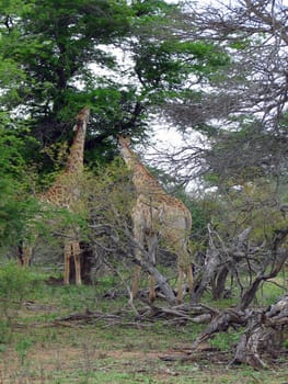 Giraffes feeding
