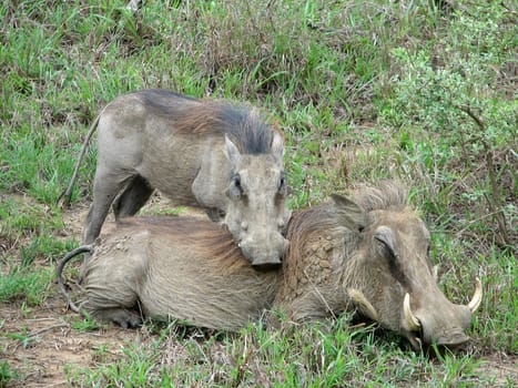 Warthogs in South Africa
