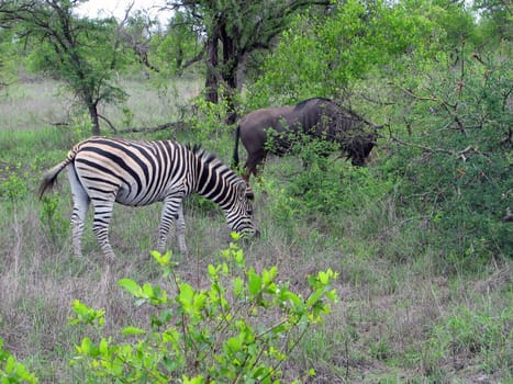 Zebra and wildebeest