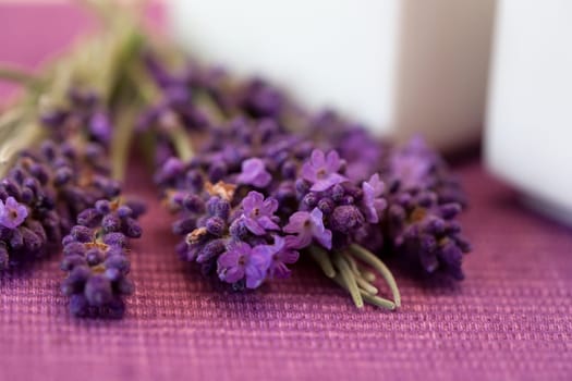 Lavender