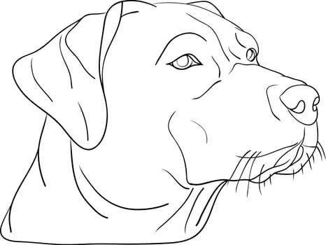 dog head