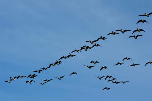 Can be heard from afar when they come. This is about 1/3 of the whole swarm.