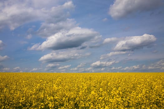 Rapeseed and sky