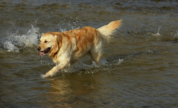 Golden Retriever