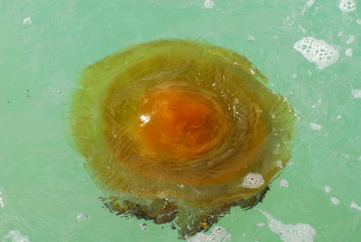 Fried egg jellyfish