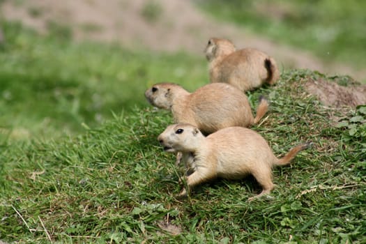 Baby Ground Squirrels