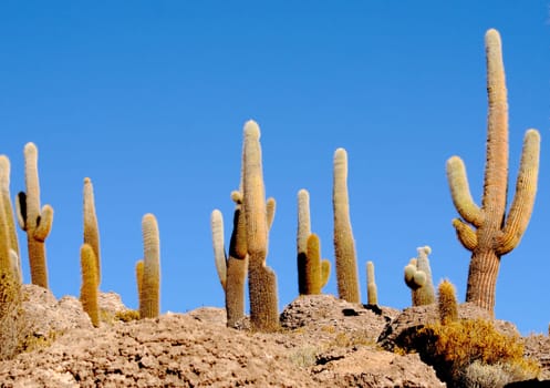 fine image of cactus in Bolivia desert, landscape background