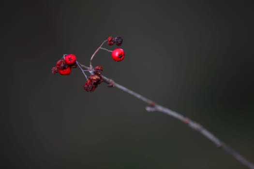 Transience