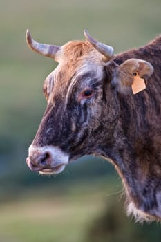 Cow portrait