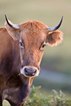 Cow portrait