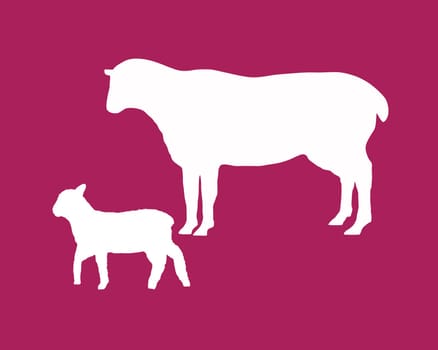 Sheep and lamb