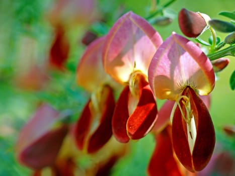 Broom [Cytisus praecox Hollandia]