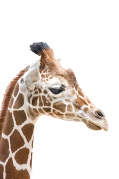 Giraffe wd260