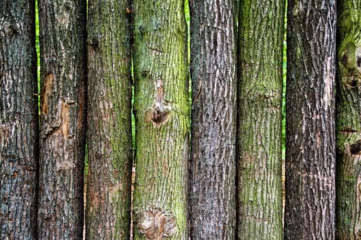 Wall of tree trunks