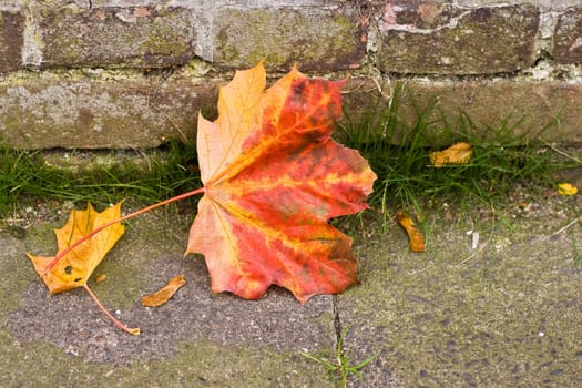 Fallen Maple leaf and seeds in autumn