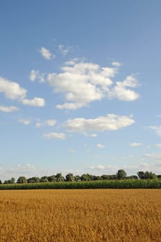 Grain field