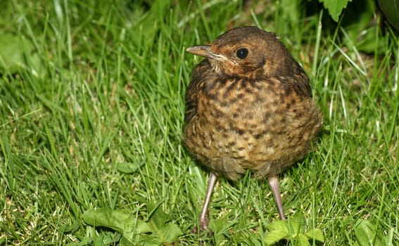 Young blackbird