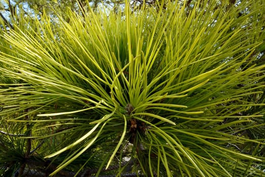 Pine branch