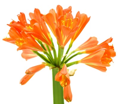 Kaffir Lily Clivia miniata spring flower